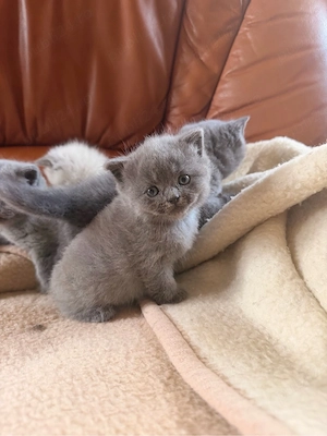 British Shorthair!