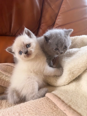 British Shorthair!