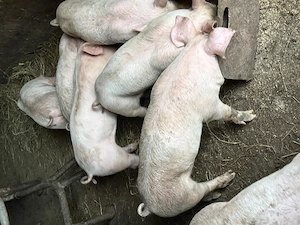 Vând purcei rasa Landrace cu Duroc