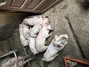Vând purcei rasa Landrace cu Duroc - imagine 3