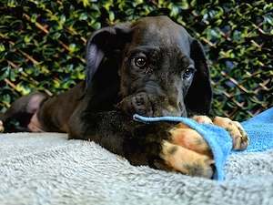 Pui de Dog German , femela 2,5uni - imagine 4