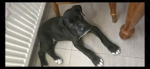 Pui de Dog German , femela 2,5uni