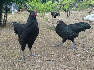 Australorp, găini, rațe și ouă de țară de vânzare 