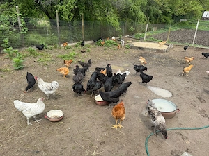 Australorp, găini, rațe și ouă de țară de vânzare  - imagine 2