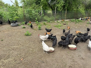 Australorp, găini, rațe și ouă de țară de vânzare  - imagine 3