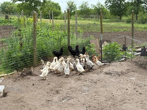 Australorp, găini, rațe și ouă de țară de vânzare  - imagine 4