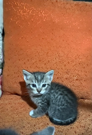 Pui de pisica American Shorthair  - imagine 5