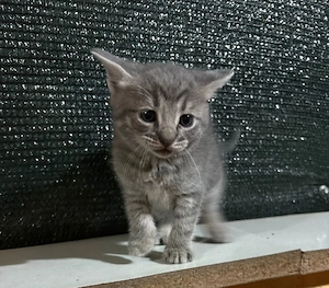 Pui de pisica American Shorthair  - imagine 2
