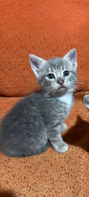 Pui de pisica American Shorthair  - imagine 3