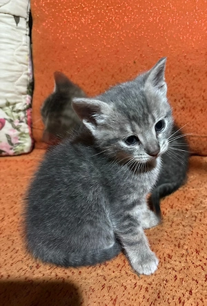 Pui de pisica American Shorthair  - imagine 4