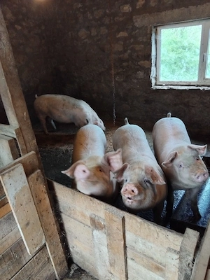 Porci de vânzare 
