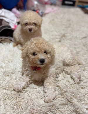 Bichon maltipoo mini toy contnt wapp