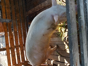Porci de vânzare. - imagine 4