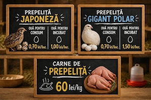 vand carne de prepelita si carne de prepelita 