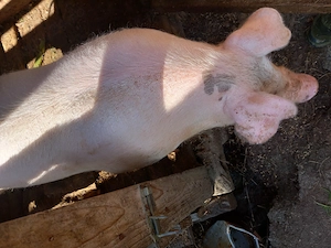 Porci de vânzare. - imagine 5