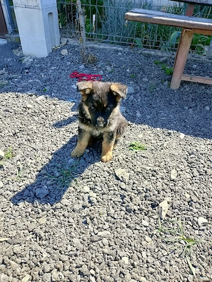 De vânzare ciobanesc german