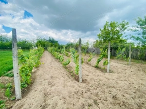 Casa pe parter, 2.753 mp teren, Marotinu de Sus, Celaru - imagine 9