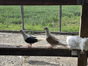 Voiajori colorati de vanzare, Voiajori, Voiajori căpăciți, Voiajori listi