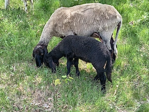 Oi carabase sârbești cu miei 