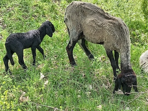Oi carabase sârbești cu miei  - imagine 3