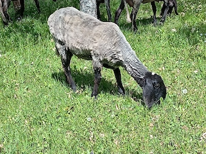 Mielute carabase sârbești cu miei 
