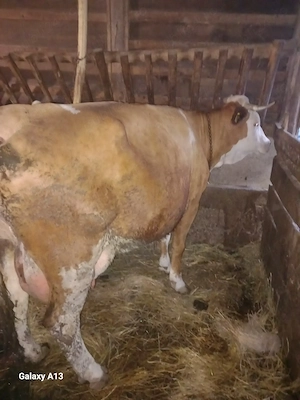 Vând Vaca Baltata cu Vitel
