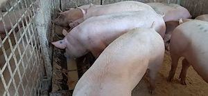 porci de carne  - imagine 2