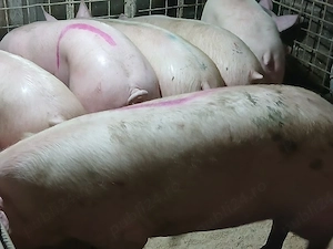 porci de carne  - imagine 4