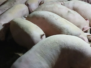 porci de carne  - imagine 3