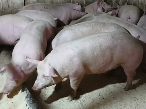 porci de carne  - imagine 4