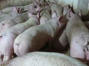 porci de carne  - imagine 2
