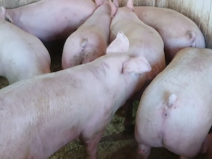 porci de carne  - imagine 3