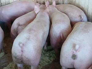 porci de carne  - imagine 3