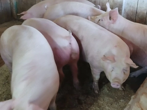 porci de carne  - imagine 2