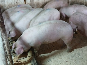 porci de carne  - imagine 4