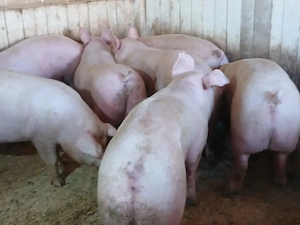 porci de carne  - imagine 2