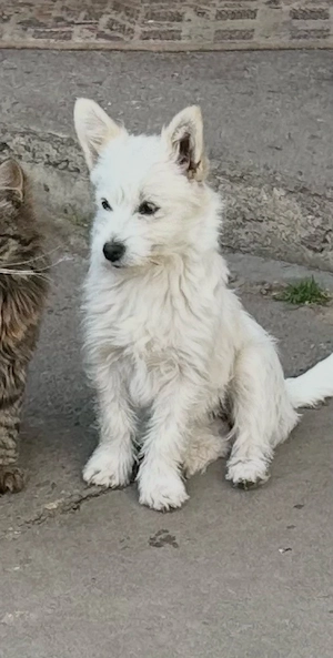 Pomeranian fetita 6 luni
