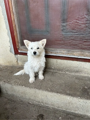 Pomeranian fetita 6 luni - imagine 3