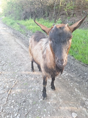 Țap Alpin Francez 