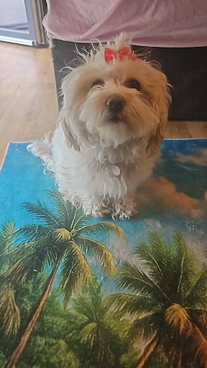Bichon Maltez Mini - imagine 2