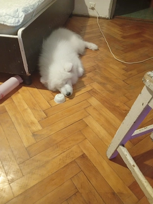 Samoyed 5 luni - imagine 3