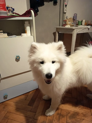 Samoyed 5 luni - imagine 4