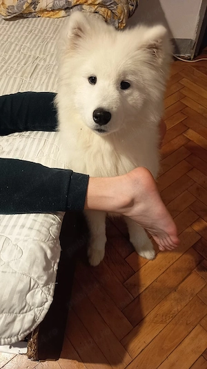 Samoyed 5 luni - imagine 5