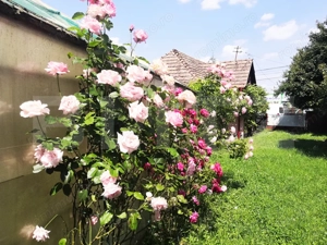 Teren intravilan generos + 2 case – 15.277 mp, front 30 m, multiple posibilități - imagine 19
