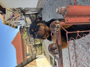 Vând câine mascul Rottweiler în vârstă de 1 an și 2 luni , carnet de sănătate !  - imagine 3