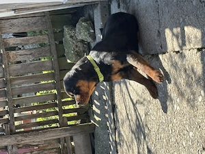 Vând câine mascul Rottweiler în vârstă de 1 an și 2 luni , carnet de sănătate !  - imagine 2