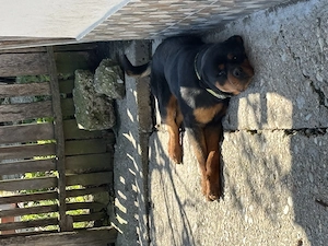 Vând câine mascul Rottweiler în vârstă de 1 an și 2 luni , carnet de sănătate ! 