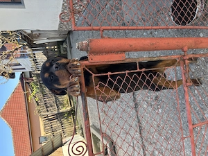 Vând câine mascul Rottweiler în vârstă de 1 an și 2 luni , carnet de sănătate !  - imagine 4