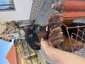 Vând câine mascul Rottweiler în vârstă de 1 an și 2 luni , carnet de sănătate !  - imagine 5
