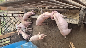 Vând purcei Landrace cu Duroc 